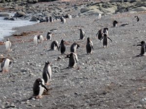 Penguins walking in a rocking shore.