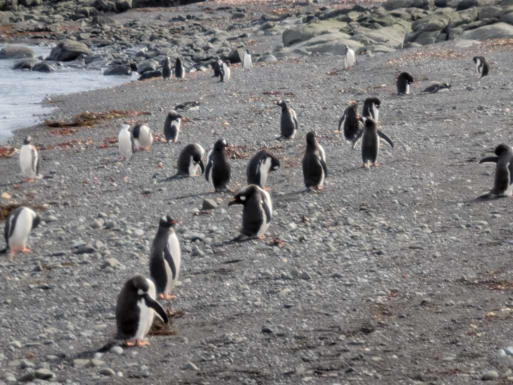 Penguins walking in a rocking shore.